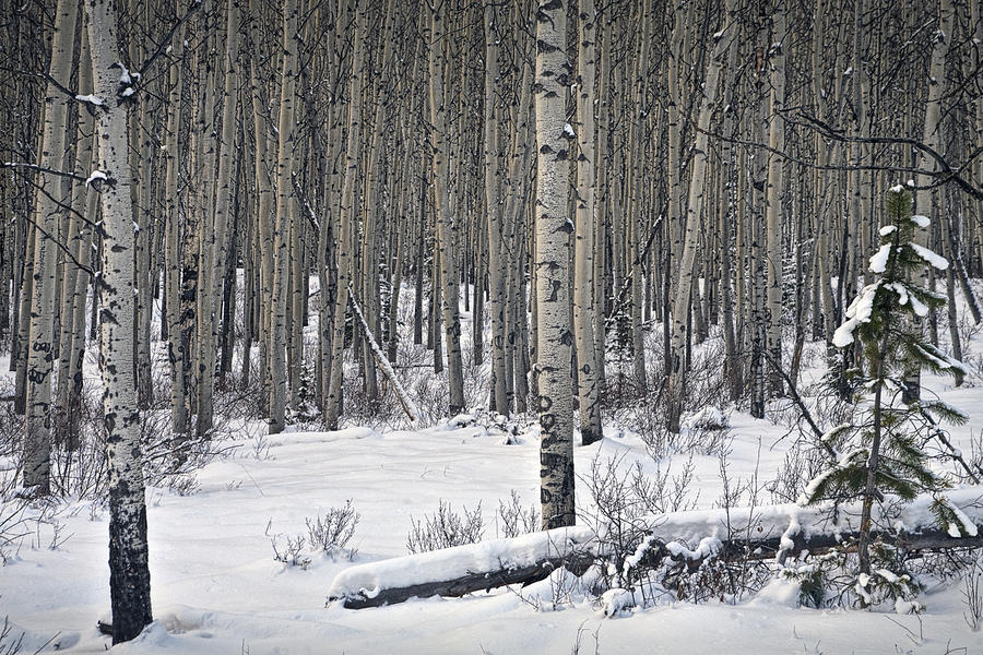 Birch Trees in Winter Photograph by Randall Nyhof