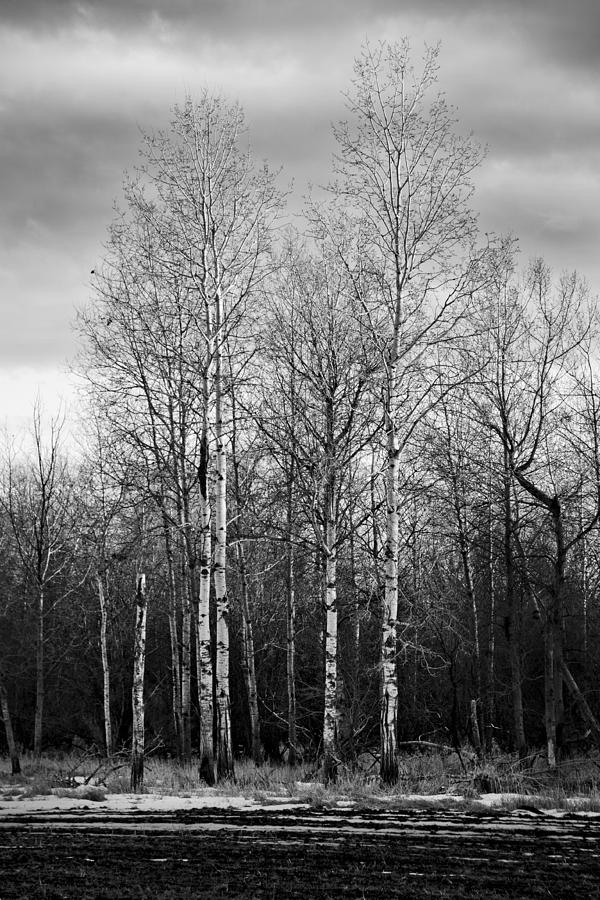 Birch Trees Photograph by Lindsey Weimer