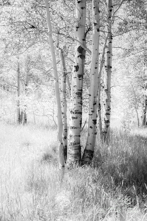 Birch Trees Photograph by Misty Tienken