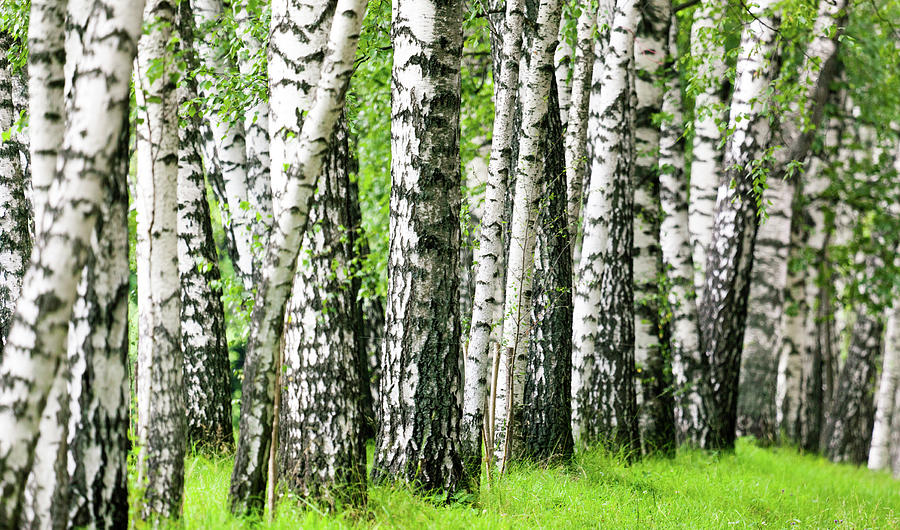 Birch Trees Photograph by Mordolff