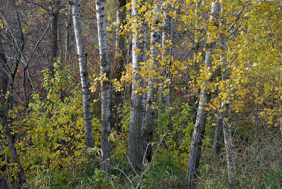 Birch Trees No. 1 Photograph by Janice Adomeit