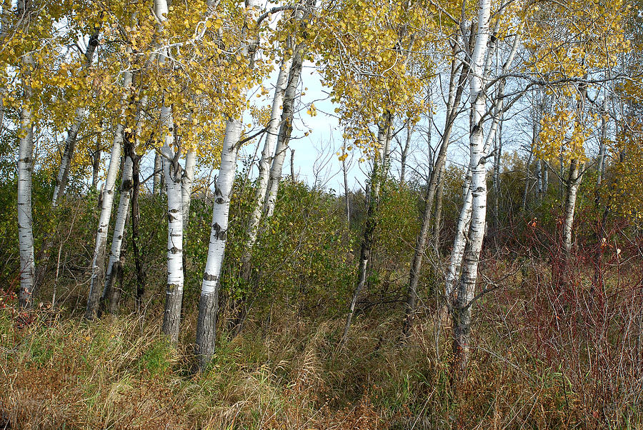 Birch Trees No. 2 Photograph by Janice Adomeit