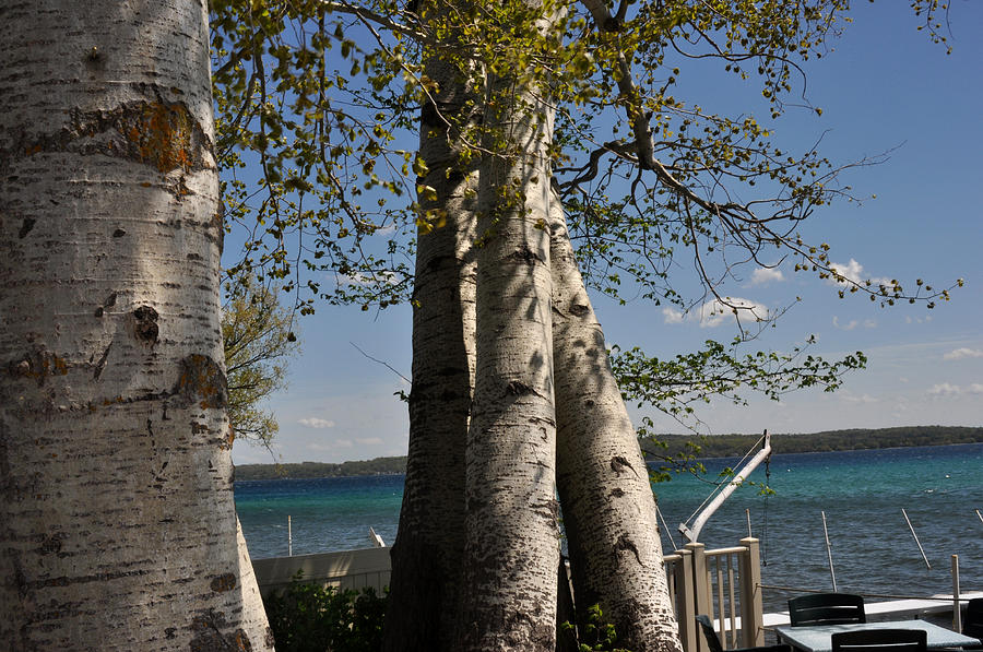 Birch Trees on Grand Traverse Bay Photograph by Diane Lent