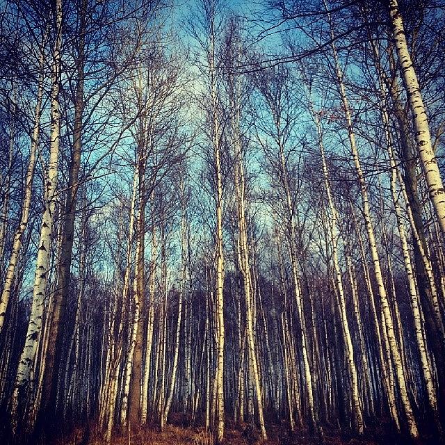 Birch Trees Simplicity Photograph by Nature Lover