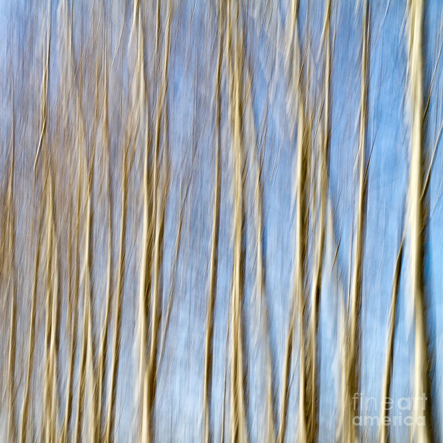 Mountain Photograph - Birch Trees by Stelios Kleanthous