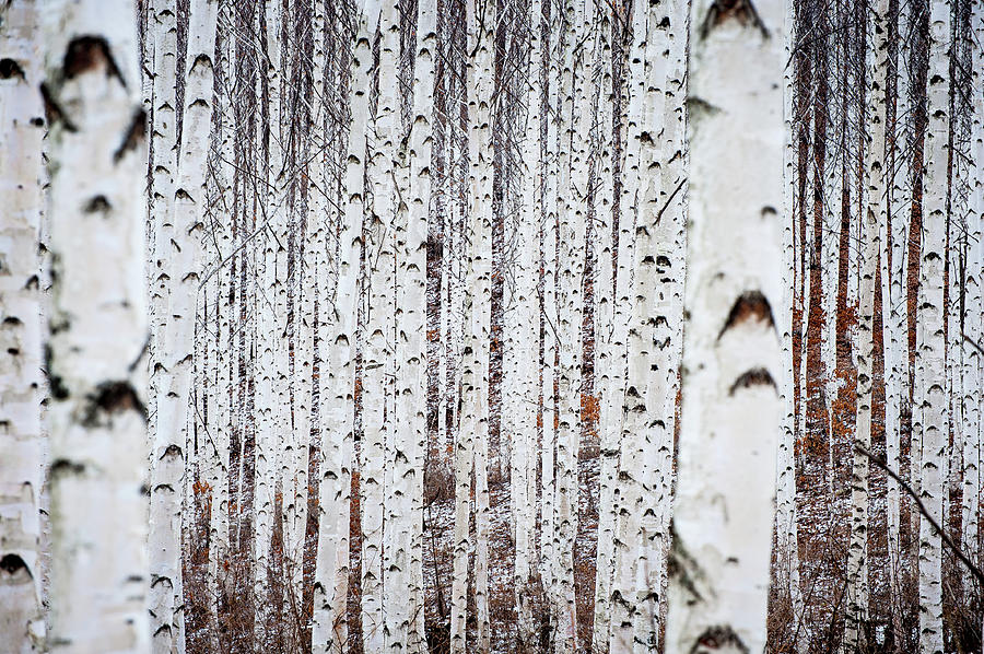 Birch Trees Photograph by Time, Life, Enjoy...
