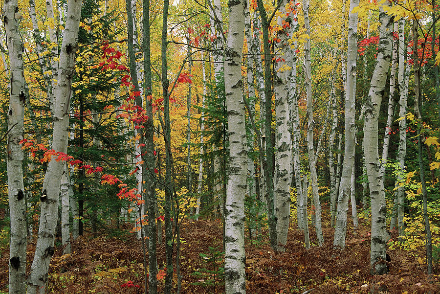 Birch Trees With Autumn Foliage Photograph by Medford Taylor