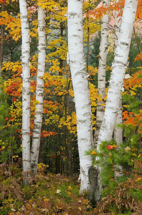 Birch Trunks In Autumn Michigan Photograph by Steve Gettle