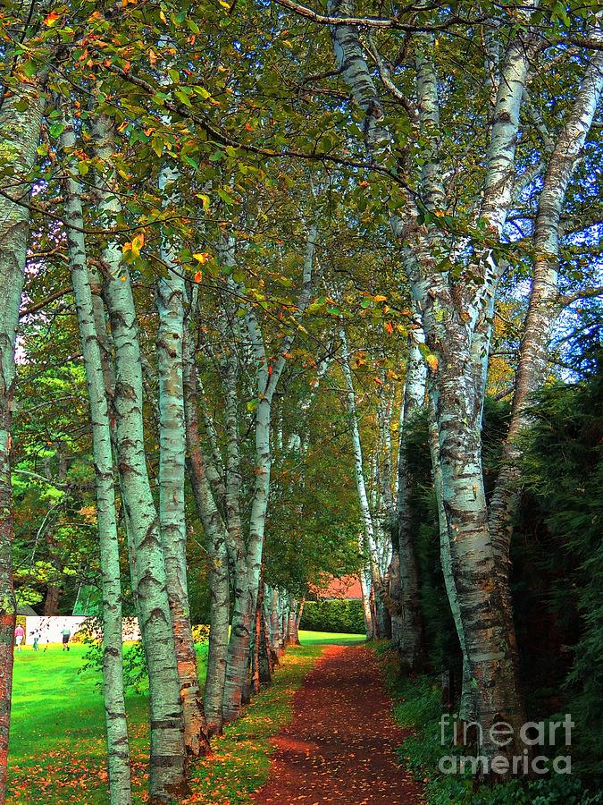 Birch Walkway Photograph by Marcia Lee Jones