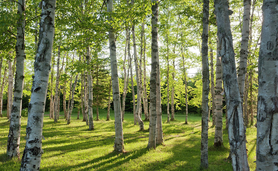 Birch Woodland Habitat Photograph by Pokergecko