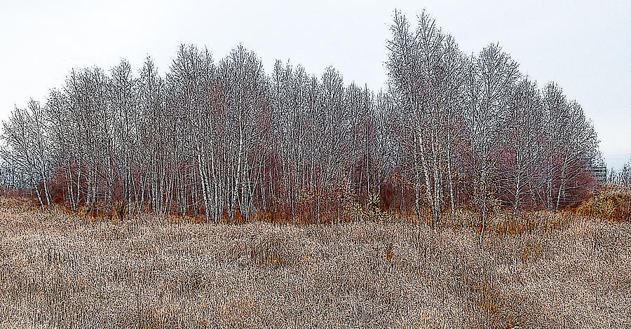 Birch Woods at the Edge of Town Photograph by Rob Huntley