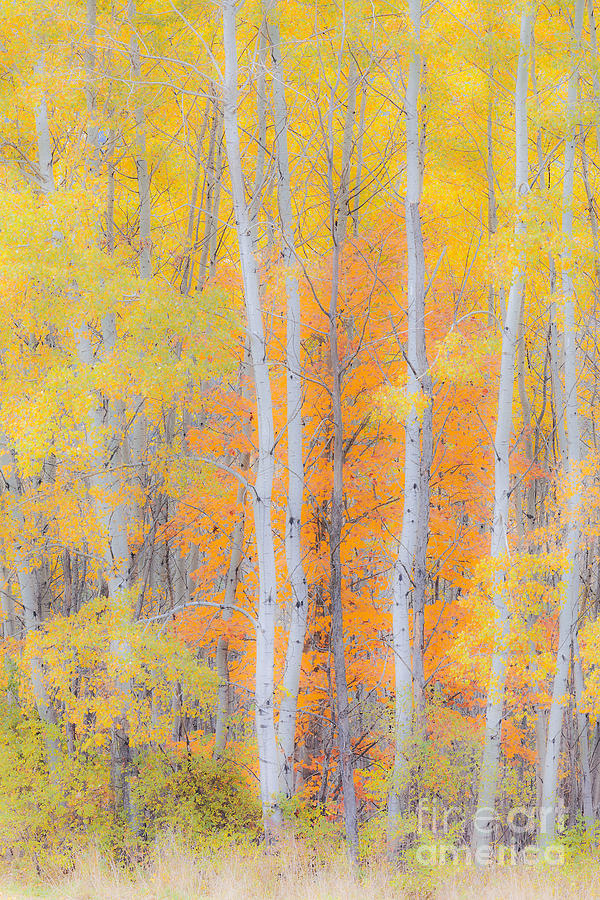 Fall Photograph - Birch Woods Autumn by Alan L Graham