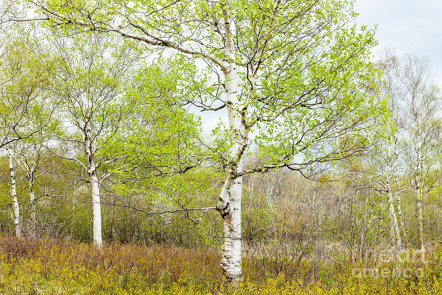 Birch Woods in Spring Photograph by Susan Cole Kelly