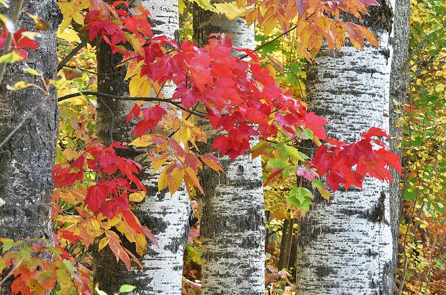 Birches and Autumn Maple Leaves Photograph by Kathryn Lund Johnson