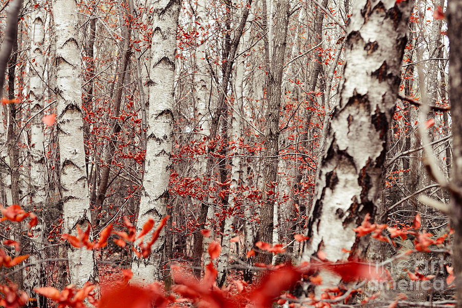 birches and beeches II Photograph by Hannes Cmarits