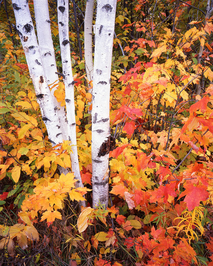 Birches and Maples in Michigan Photograph by Ray Mathis