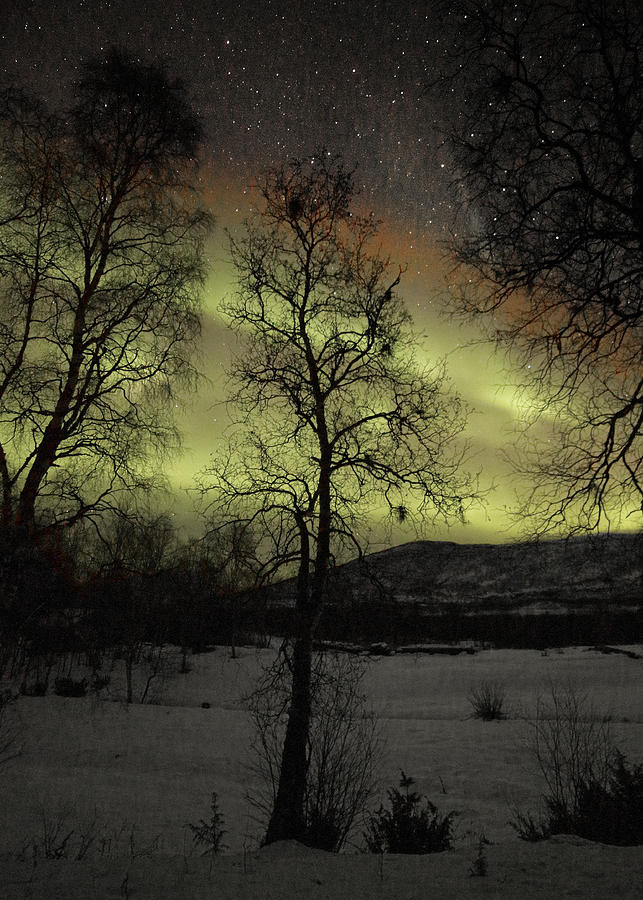 Birches and Northern Lights Photograph by Pekka Sammallahti