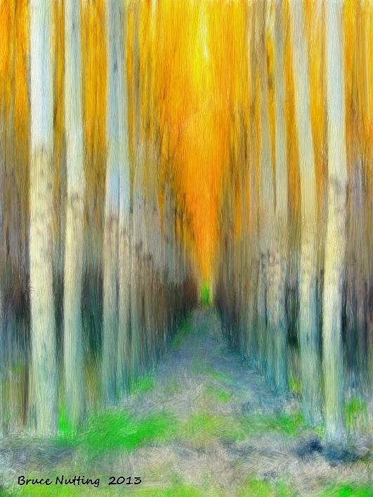 Birches Painting by Bruce Nutting