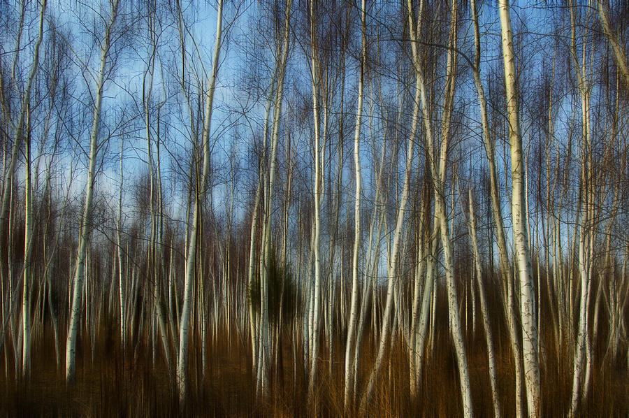 Birches Photograph by Cathy Kovarik