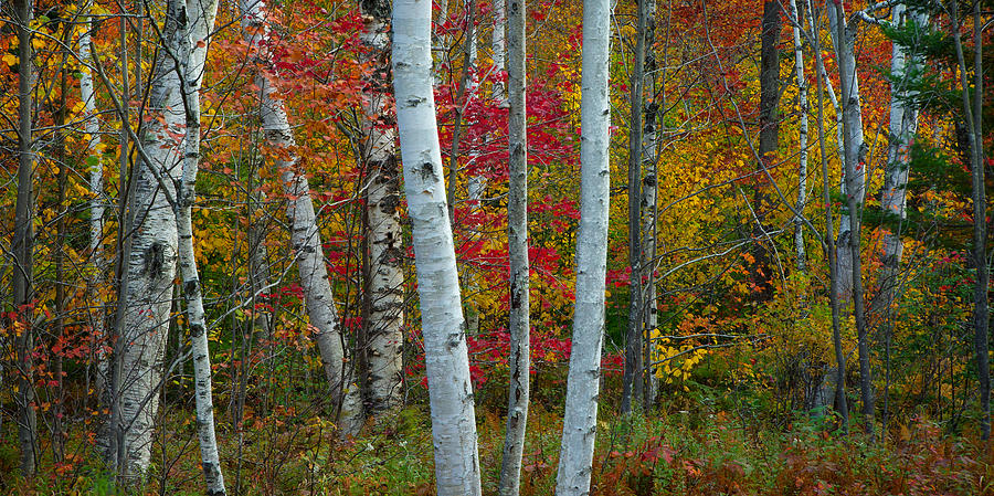 Birches Photograph by Darylann Leonard Photography