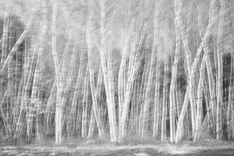 Birches Photograph by David Pratt