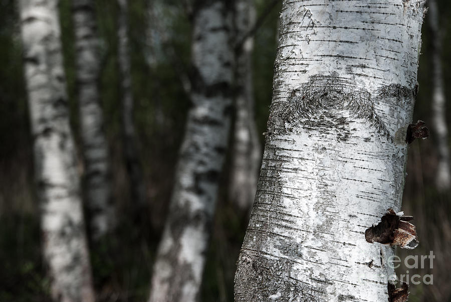 birches II Photograph by Hannes Cmarits