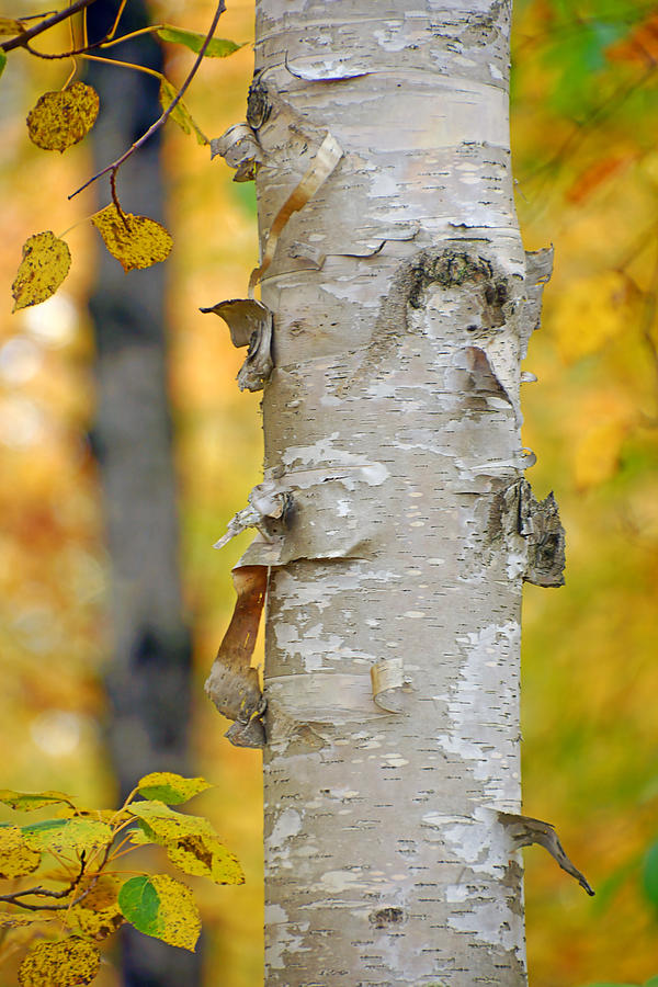 Birches in Autumn 1 Photograph by Leda Robertson