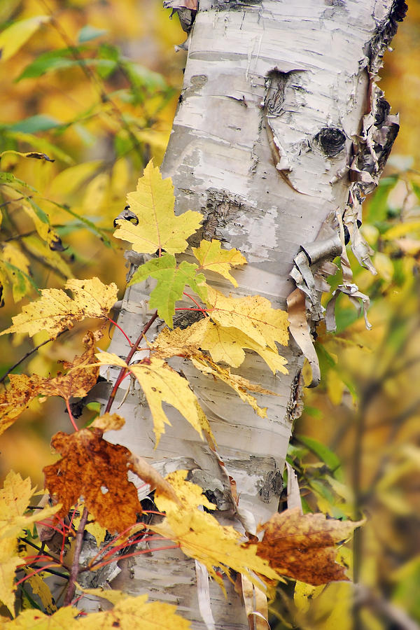 Birches in Autumn 2 Photograph by Leda Robertson