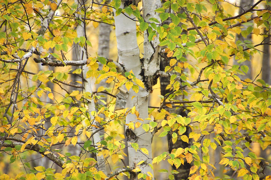 Birches in Autumn 3 Photograph by Leda Robertson