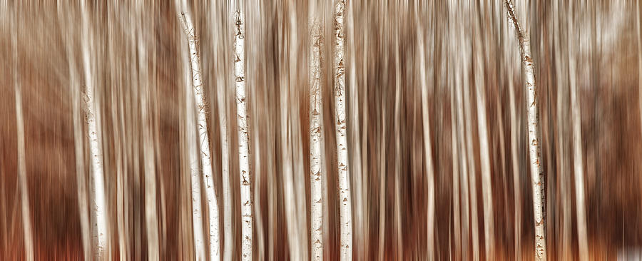 Birches in Motion Photograph by Mary Jo Allen