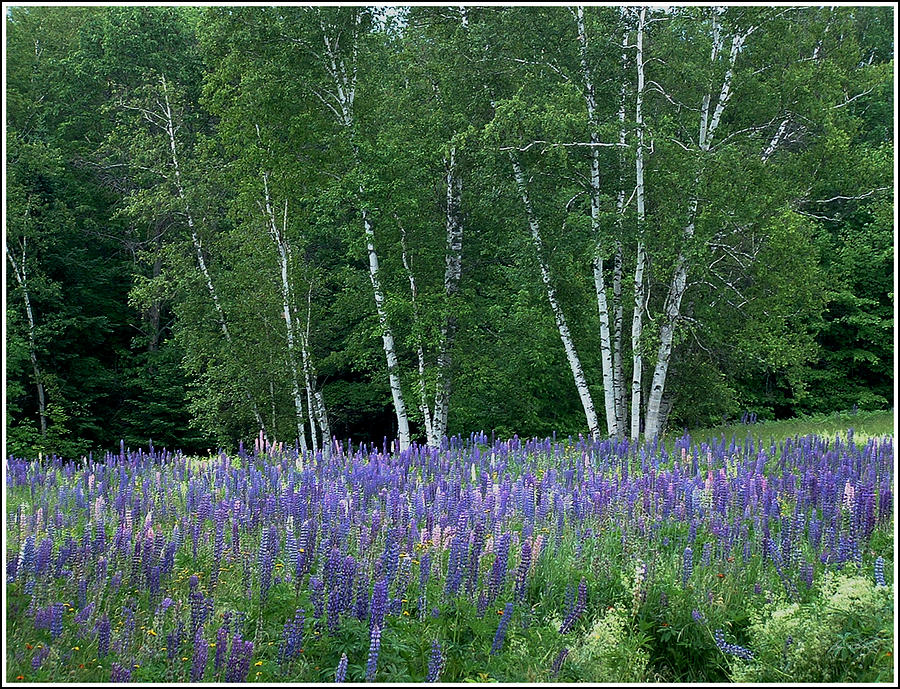 Birches in the Blue Lupine Photograph by Wayne King