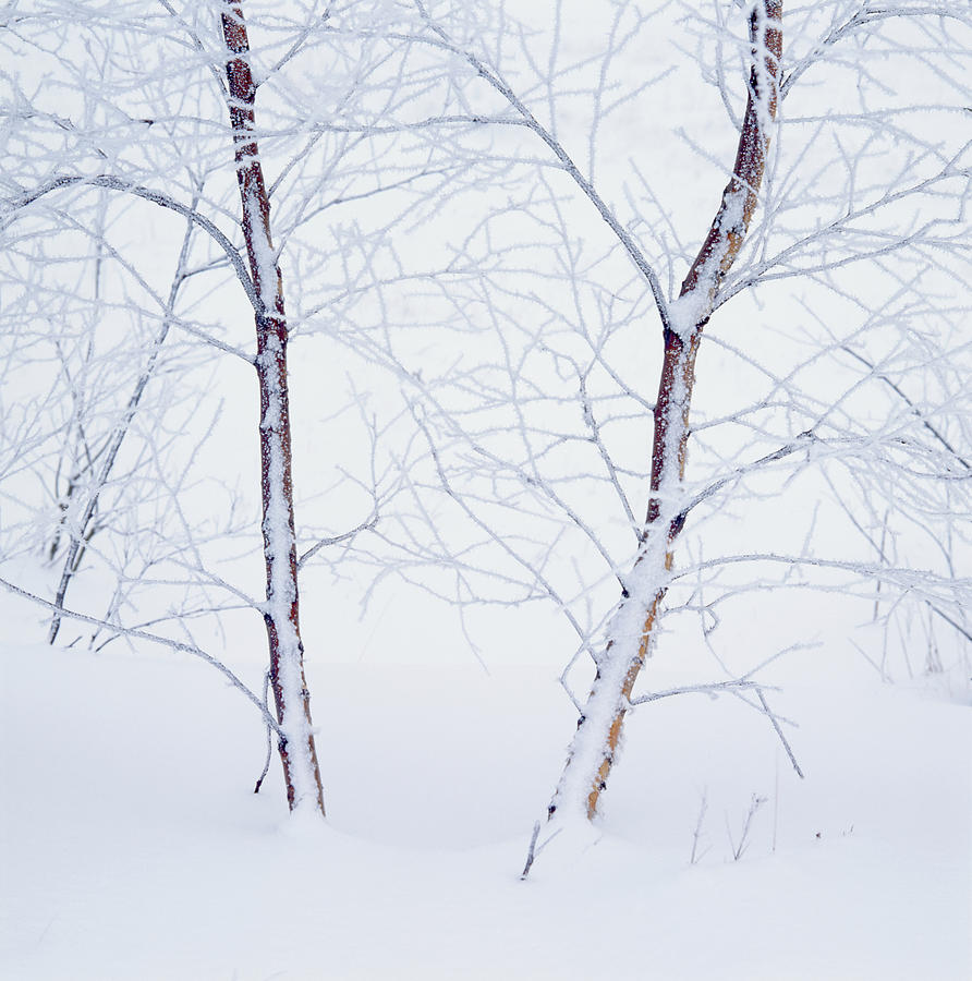 Birches in the snow Photograph by Ulrich Kunst And Bettina Scheidulin