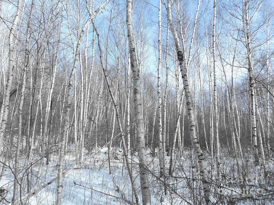 Birches in Winter Photograph by Erick Schmidt