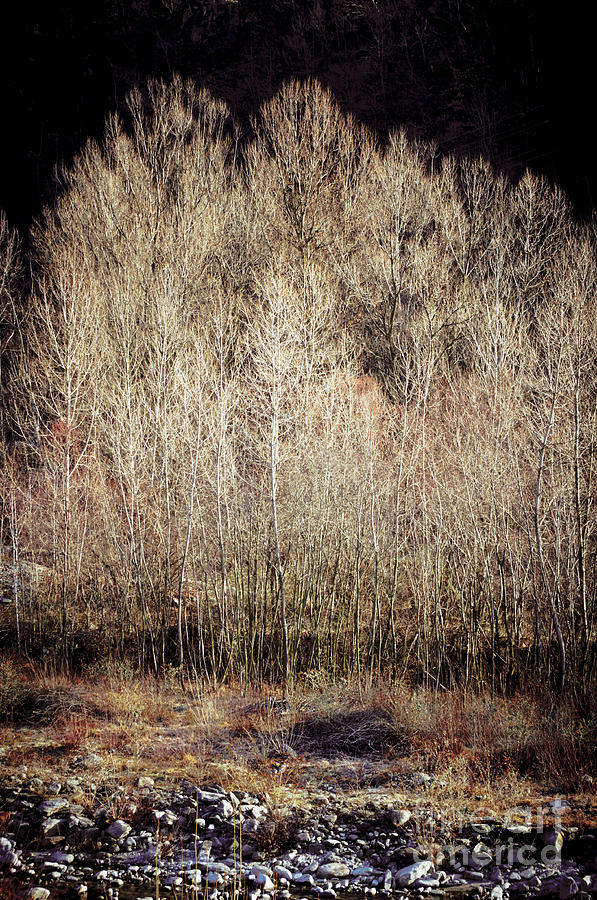 Birches in Winter Photograph by Silvia Ganora