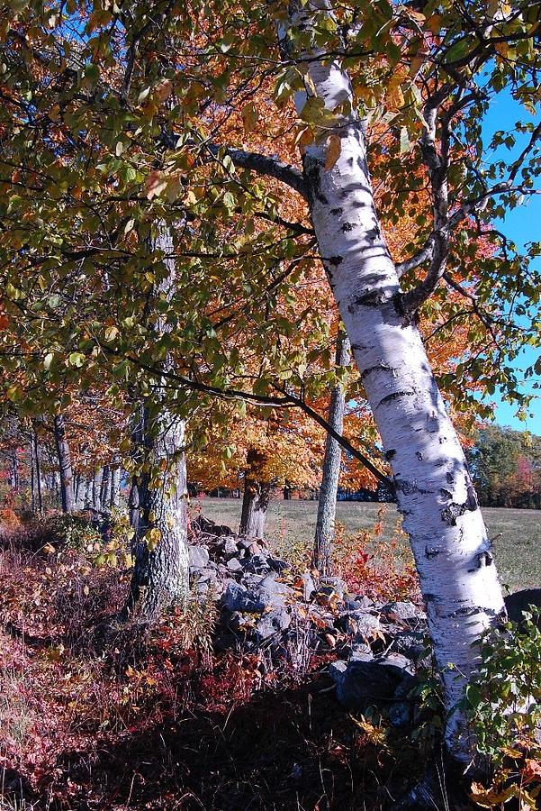 Birches Photograph by Mim White