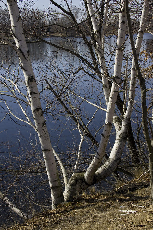 Birches on the River Photograph by Michael Friedman