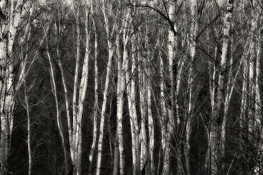 Birches Photograph by Roberto Pagani