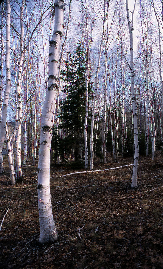 Birches Photograph by Skip Willits