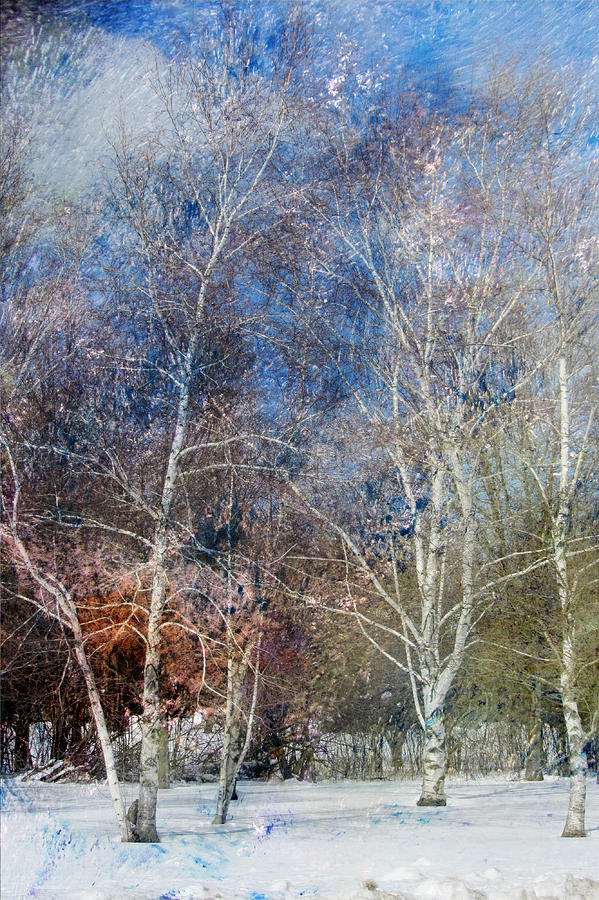 Birches Winter and Abstract Painting 3 Digital Art by Anita Burgermeister
