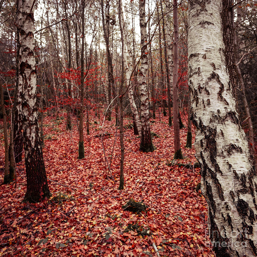Birchforest In Fall Photograph by Hannes Cmarits