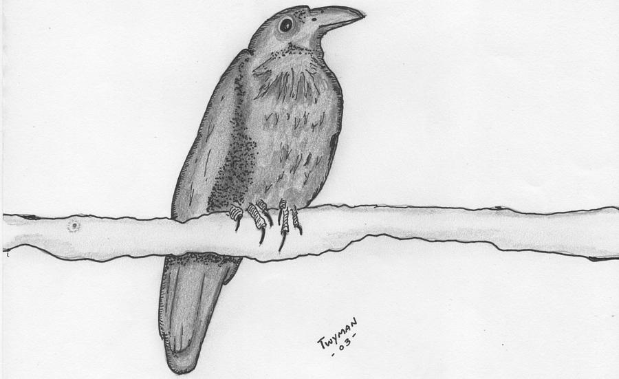 Bird 2 Drawing by Dan Twyman