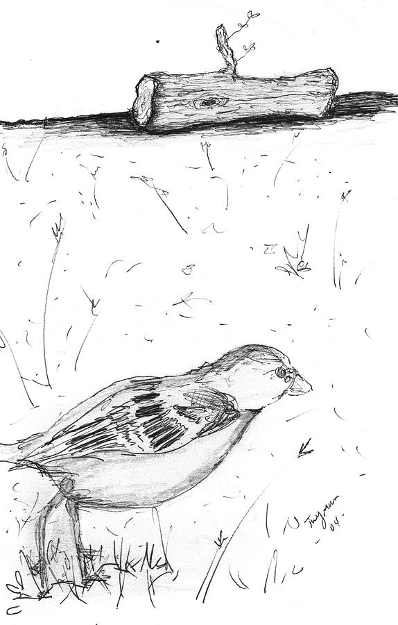 Bird 3 Drawing by Dan Twyman