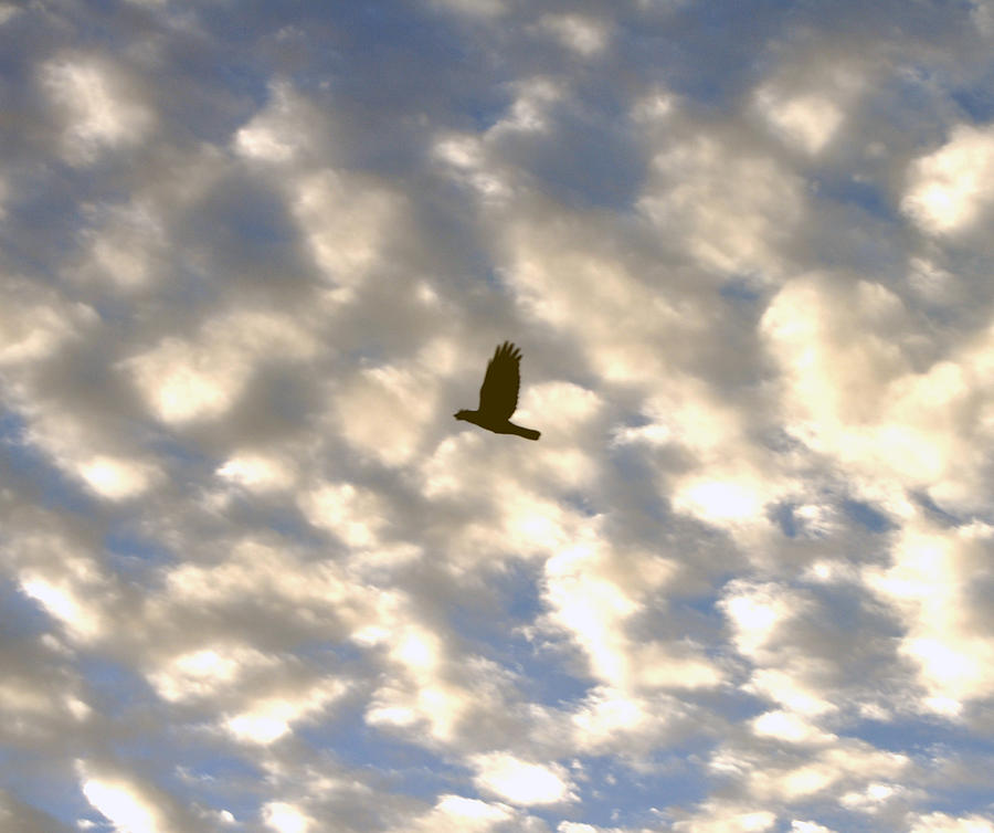 Bird Across Macerel Clouded Sky Photograph by Jay Milo