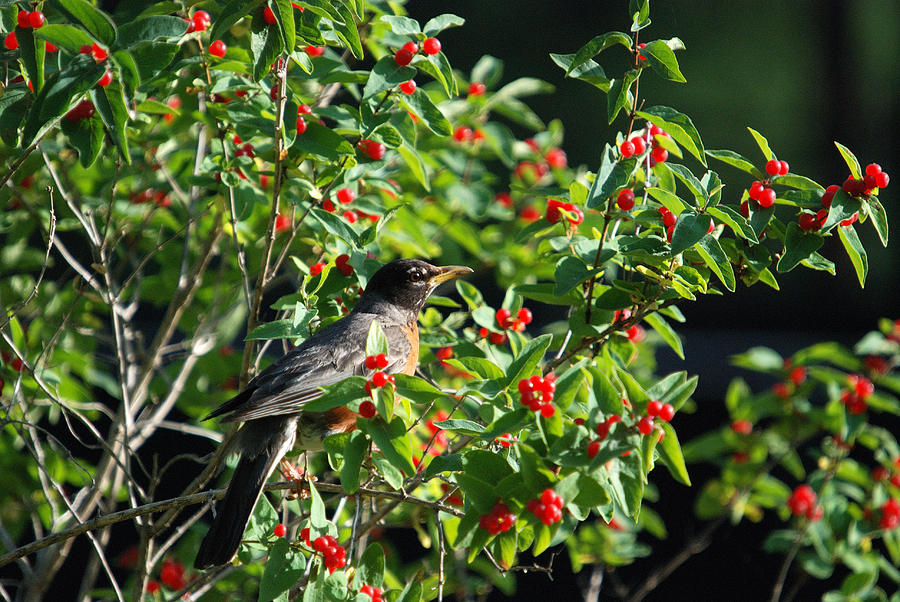 BIRD and BERRIES Photograph by Janice Adomeit