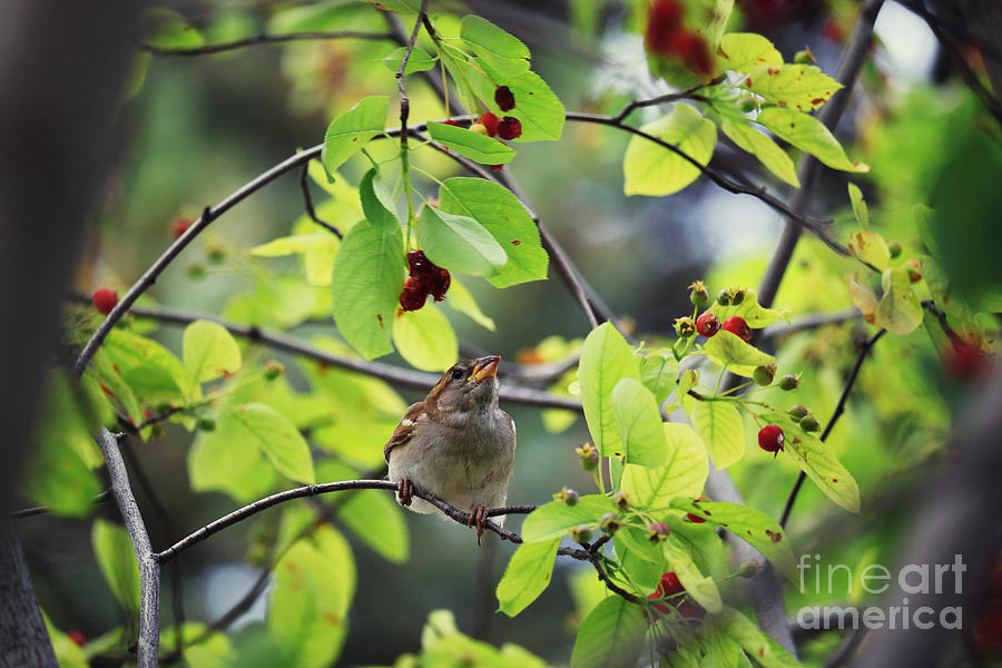 Bird and Berry Photograph by Charline Xia