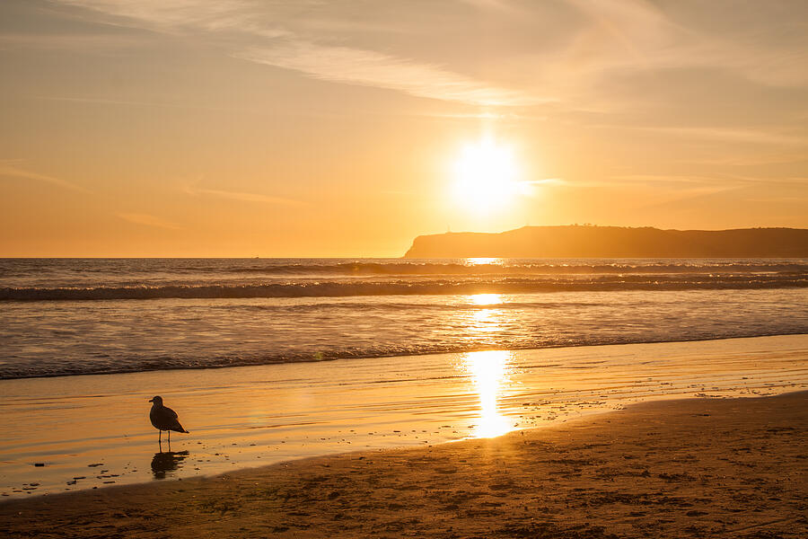 Bird And His Sunset Photograph
