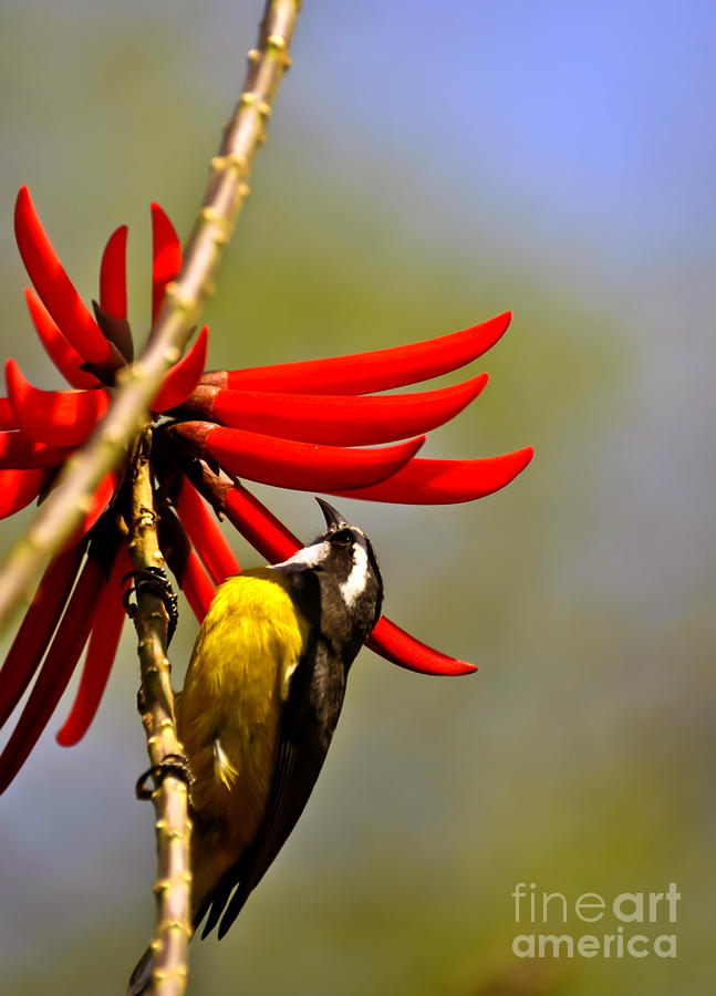 Bird and nectar Photograph by PatriZio M Busnel