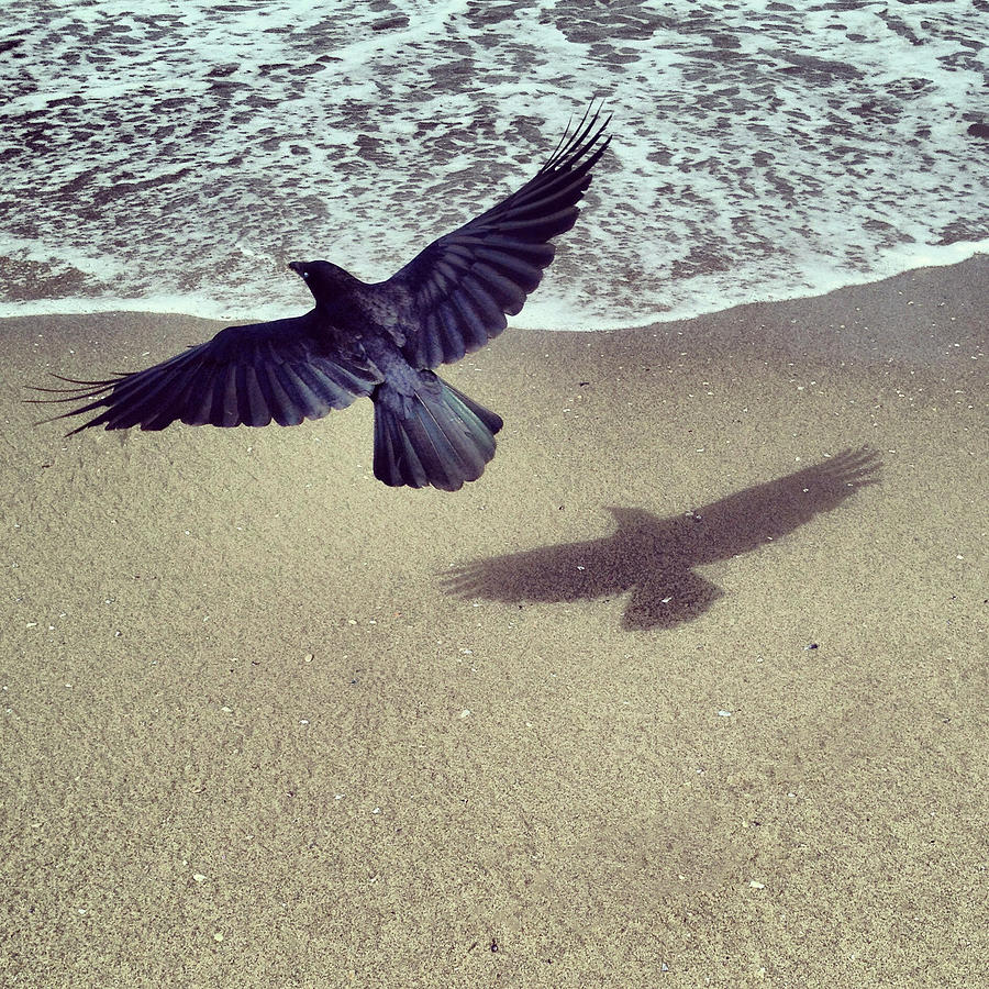 Bird And Shadow Photograph by Simon Scott