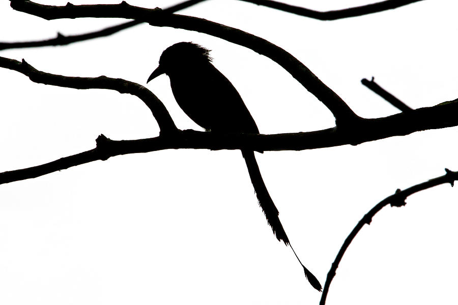 Bird and Tree Silhouette Photograph by Peggy Collins