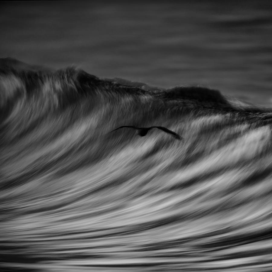 Bird and Wave  73A0300 Photograph by David Orias